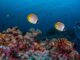 Seabed mining is becoming an environmental flashpoint – NZ will have to pick a side soon