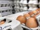 Why Americans care so much about egg prices – and how this issue got so political