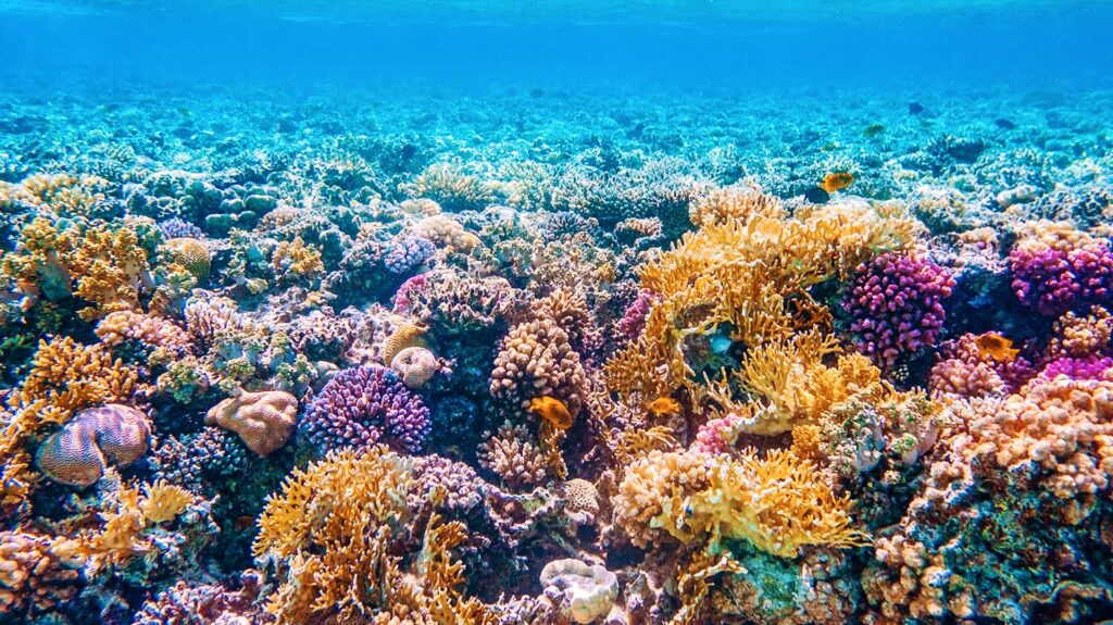 The Great Barrier Reef: The Mass Coral Bleaching Disaster – CMA ...